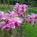 Profile Picture of Arunie Joseph (@aruniejoseph) on Instagram