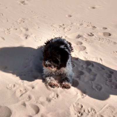 Profile Picture of Lorenzo Ayala (@Lorenzo90991793) on Twitter