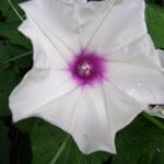 Profile Picture of Janet Gora Brown (@janetgorabrown) on Instagram