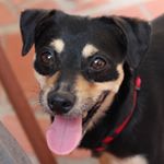 Profile Picture of Toby Holden (@toby4paws) on Instagram