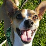 Profile Picture of Paul Speers (@chef_ferrio) on Instagram