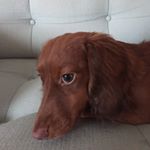 Profile Picture of Bailey Farley (@farleypuppy) on Instagram