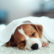 Profile Picture of Anne Lu (@annelu1229) on Youtube