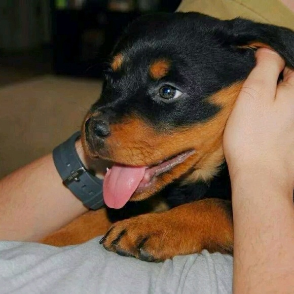 Michael Neiberger - Poshmark Profile Picture of Michael Neiberger (@mneiberger813) on Poshmark