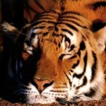 Profile Picture of fezga (@fezga) on Instagram