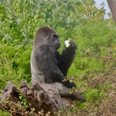 Profile Picture of David Thies (@DavidThies88) on Twitter