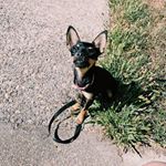 Profile Picture of Roxy (@the_real_roxy_pohida) on Instagram