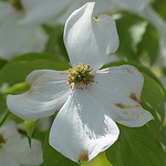 Profile Picture of Sharlette Anderson (@shardawna) on Flickr