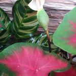 Profile Picture of Julia Woon (@woonchooilee) on Instagram