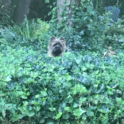 Profile Picture of Marsha A. Davis (@earthmarsha) on Twitter