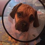 Profile Picture of Cooper James Garrow🐶🙏🏽 (@thecooperpuggle) on Instagram