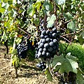 Profile Picture of Garanoiron Wikipedia