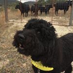 Profile Picture of David Bamberger (@bambergerdavid) on Instagram