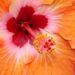 Profile Picture of Shelly O'Neill (@shellyoneill) on Pinterest
