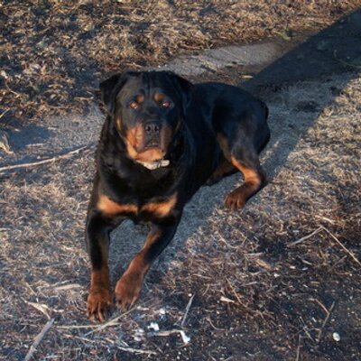 Profile Picture of Brian Mcburney (@butchmcb) on Twitter