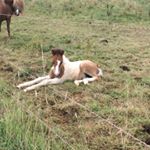 Profile Picture of claudia.schoch.77 (@claudia.schoch.77) on Instagram