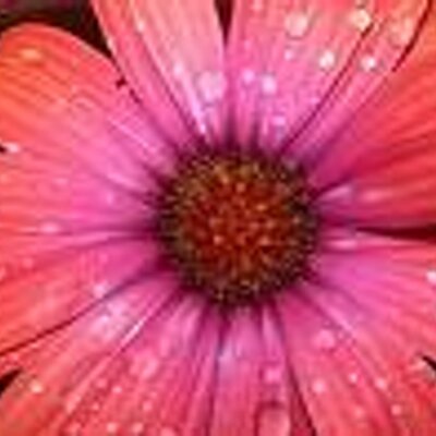 Profile Picture of Michelle Provencher (@mtproven) on Twitter