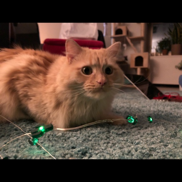 Profile Picture of Jen Huang (@jensyh) on Poshmark