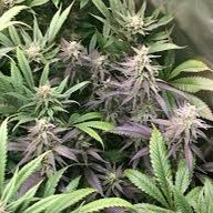 Profile Picture of Blake Lamar (@BlakeLamar3) on Twitter