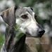 Profile Picture of Sighthound Kristijan Balkan (Sloughi Balkan) (@sloughi.kennel) on Facebook