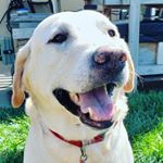 Profile Picture of Amelia Fitchett (@fluffieess) on Instagram