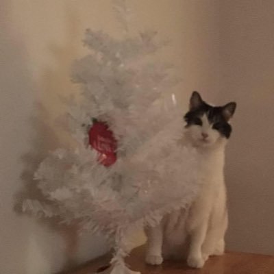 Profile Picture of KimSim (@spockmom123) on Twitter