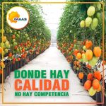 Profile Picture of jesus alejandro beltran obeso (@obesojesusalejandrobeltran) on Instagram