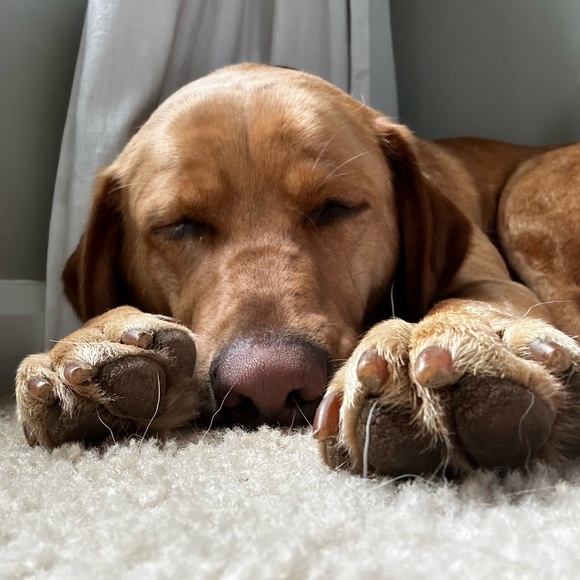 Profile Picture of Charlotte Haswell (@urfav_brunette1) on Poshmark