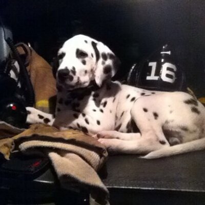 Profile Picture of Tyler Knickerbocker (@trknick16) on Twitter