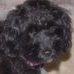 Profile Picture of Ellie Suzie Ziggy (@ellie.powell.731) on Facebook