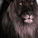 Profile Picture of Jeffery Weeden (@jefferyweeden) on Instagram