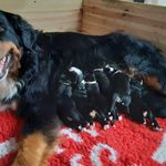 Profile Picture of Jasmin-Ahmed-Ellerbrake (@bernerwelpe700) on Instagram