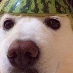 Profile Picture of Daniel the danker (@stinkygoody) on Instagram
