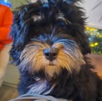 Profile Picture of Lulu Cha (@Lulu-Cha) on Facebook