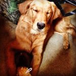 Profile Picture of Tyler Burchfield (@tburch2013) on Instagram