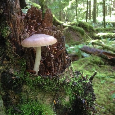 Profile Picture of Amanita Muscaria (@BrianHiebert5) on Twitter