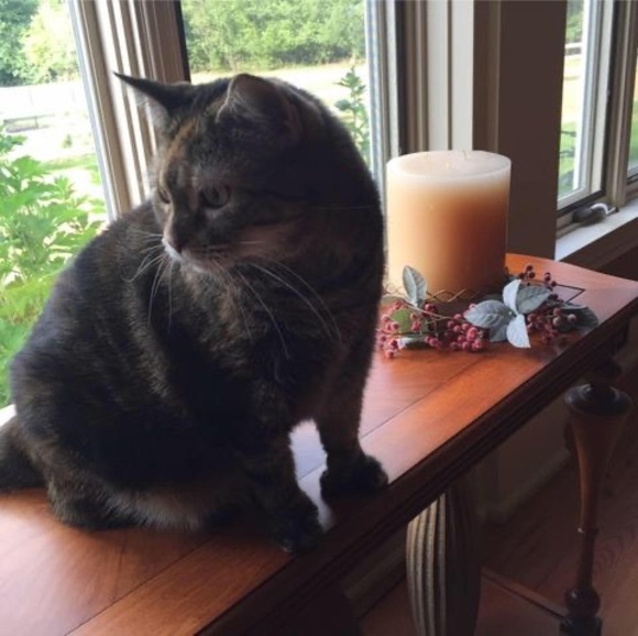 Profile Picture of Pamela Dixon (@pameladixon413) on Poshmark