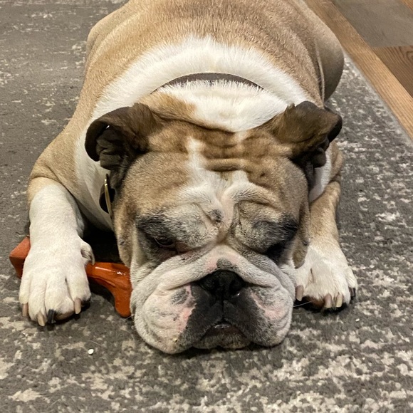 Profile Picture of Zoe Scott (@potatothedog) on Poshmark