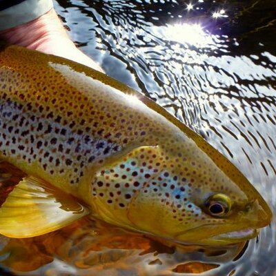 Profile Picture of Paul Procter FlyFish (@paulprocter) on Twitter