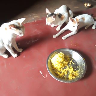 Profile Picture of Gulchand Mishra (@gulchand.mishra.7) on Facebook