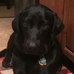 Profile Picture of Cooper, Clancy Deacon Scarlet (@johnnovil) on Instagram