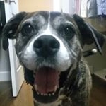 Profile Picture of Sampson (@the_sammosaurus_rex) on Instagram
