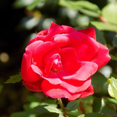 Profile Picture of Anne Acker (@aelric75) on Twitter