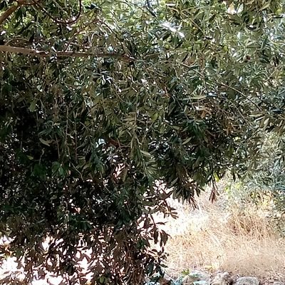 Profile Picture of Ahmad Alkhateeb (@AhmadAl30009002) on Twitter