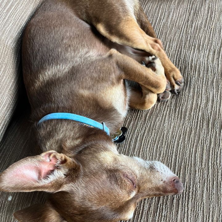 Profile Picture of rachel_colaizzi (@rachel_colaizzi) on Tiktok