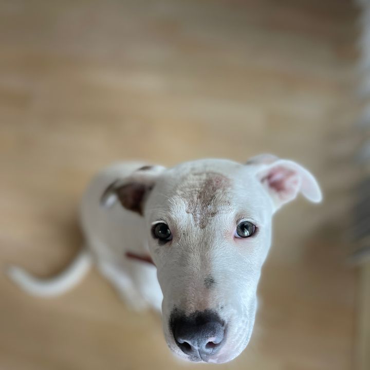 Edward Benard - Tiktok Profile Picture of Edward Benard (@baklovur) on Tiktok