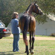 Profile Picture of Carrie Calder (@dhwarmbloods) on Pinterest