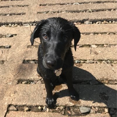 Profile Picture of Tennis Ball Scoop 🎾 🐕 (@KevinNeff9) on Twitter