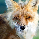 Profile Picture of david pena (@davidpenia1) on Flickr