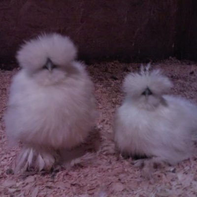 Profile Picture of Albert Eggstein & Amelia Egghart (@EggsteinEgghart) on Twitter